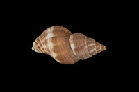 藏品(焦黃峨螺)的圖片